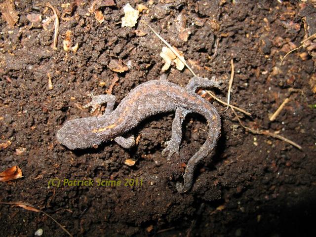Salamandra atra e tritone alpestre